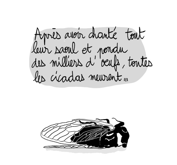 Cicada_06